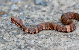 Western Cottonmouth