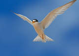 Least Tern