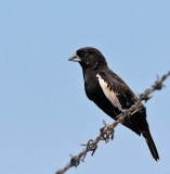 Lark Bunting