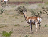 Pronghorn