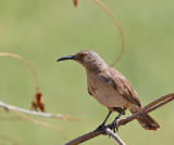 Curve-billed Thrasher