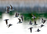 Wilsons Phalaropes