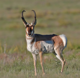 Pronghorn