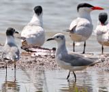 Laughing Gull