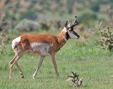 Pronghorn