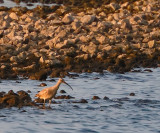 Whimbrel