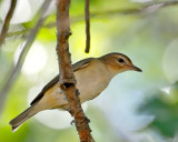 Warbling Vireo