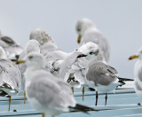 Laughing Gull