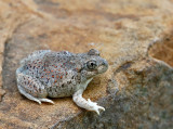 Chihuahuan Desert Spadefoot