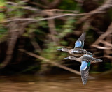 Blue-winged Teal