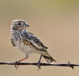 Lark Bunting