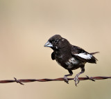 Lark Bunting