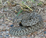 Prairie Rattlesnake