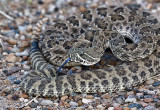 Prairie Rattlesnake