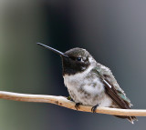 Black-chinned Hummingbird