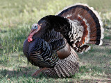 Wild Turkey