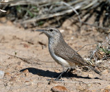 Rock Wren