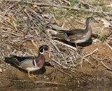 Wood Ducks