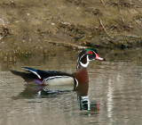 Wood Duck