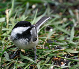 Black-capped Chickadee