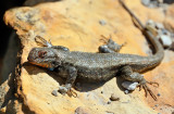 Prairie Lizard