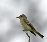 Dusky Flycatcher