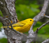 Yellow Warbler