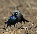 Brewers Blackbird