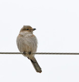 Northern Shrike