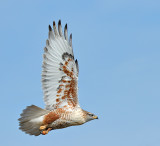 Ferruginous Hawk