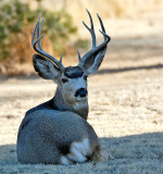 Mule Deer