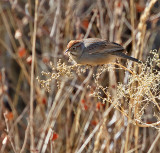 Rufous-crowned Sparrow