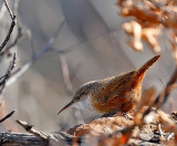 Canyon Wren