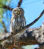 Northern Pygmy-Owl