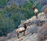 Elk