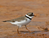 Semipalmated Plover