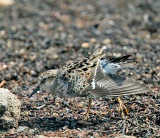 Least Sandpiper