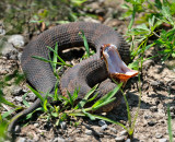 Western Cottonmouth