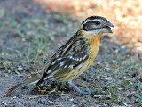 Black-headed Grosbeak