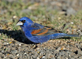 Blue Grosbeak