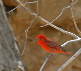 Hepatic Tanager