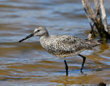 Willet