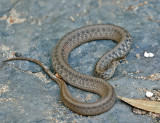 Texas Brownsnake