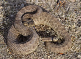 Prairie Rattlesnake