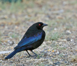 Bronzed Cowbird