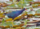 Purple Gallinule