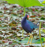 Purple Gallinule