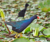 Purple Gallinule