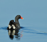 Common Gallinule