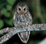 Flammulated Owl